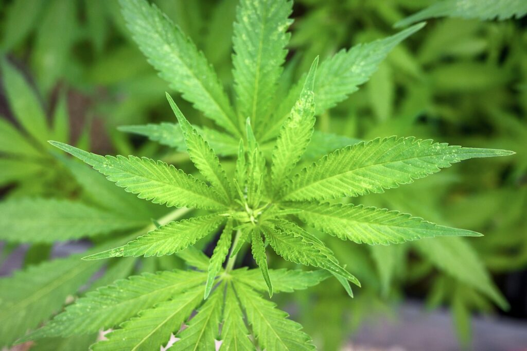 Schritt für Schritt Anleitung zum Anbau von Cannabis Samen